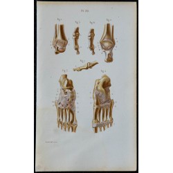 1852 - Articulation cheville et pied 