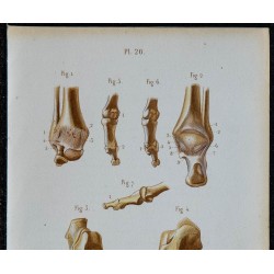 1852 - Articulation cheville et pied 
