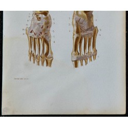 1852 - Articulation cheville et pied 