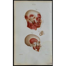 1852 - Muscles de la tête humaine 