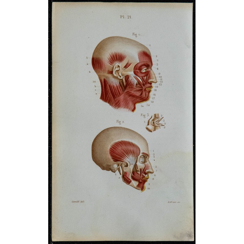 1852 - Muscles de la tête humaine 