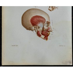 1852 - Muscles de la tête humaine 