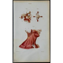 1852 - Orbitaires faciaux cou et œil 