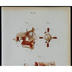 1852 - Orbitaires faciaux cou et œil 