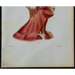 1852 - Orbitaires faciaux cou et œil 