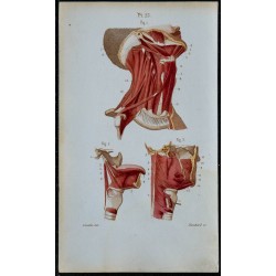 1852 - Hyoïdiens latéraux cou pharynx langue 