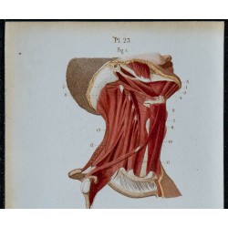 1852 - Hyoïdiens latéraux cou pharynx langue 