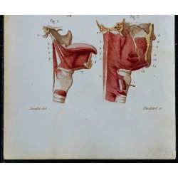 1852 - Hyoïdiens latéraux cou pharynx langue 