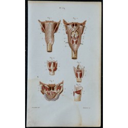 1852 - Muscles pharynx voile palais larynx 