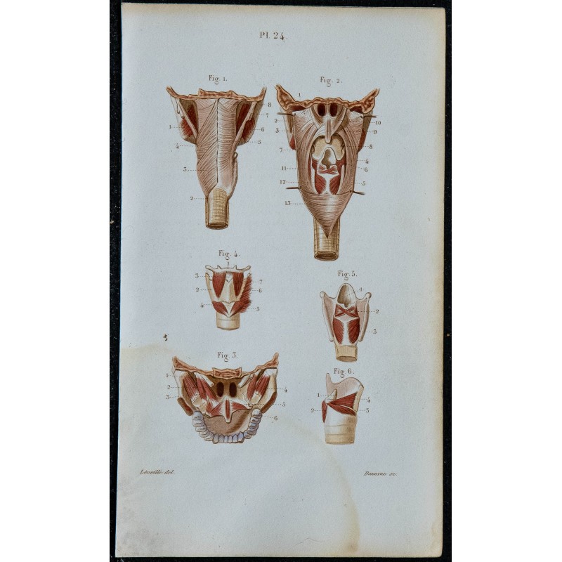 1852 - Muscles pharynx voile palais larynx 