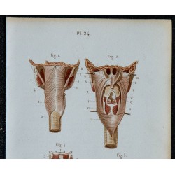 1852 - Muscles pharynx voile palais larynx 