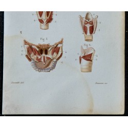 1852 - Muscles pharynx voile palais larynx 