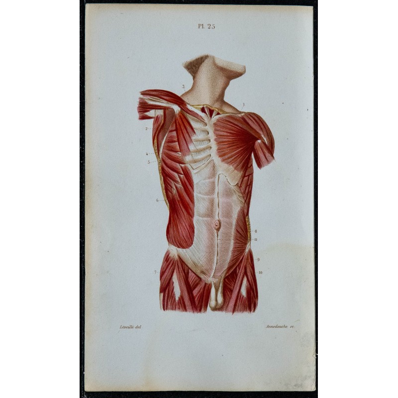 1852 - Muscles poitrine et abdomen humains 