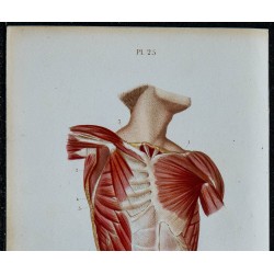 1852 - Muscles poitrine et abdomen humains 