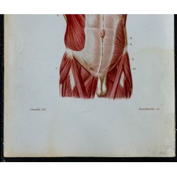 1852 - Muscles poitrine et abdomen humains 