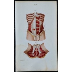 1852 - Abdominaux et muscles génitaux masculins 