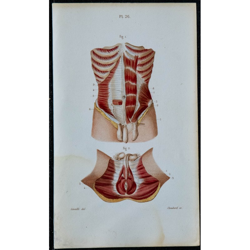 1852 - Abdominaux et muscles génitaux masculins 