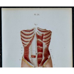 1852 - Abdominaux et muscles génitaux masculins 