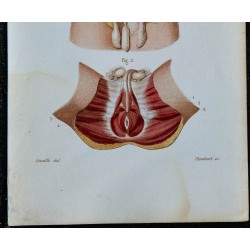1852 - Abdominaux et muscles génitaux masculins 
