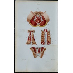 1852 - Génitaux féminins sternum postérieur cou 