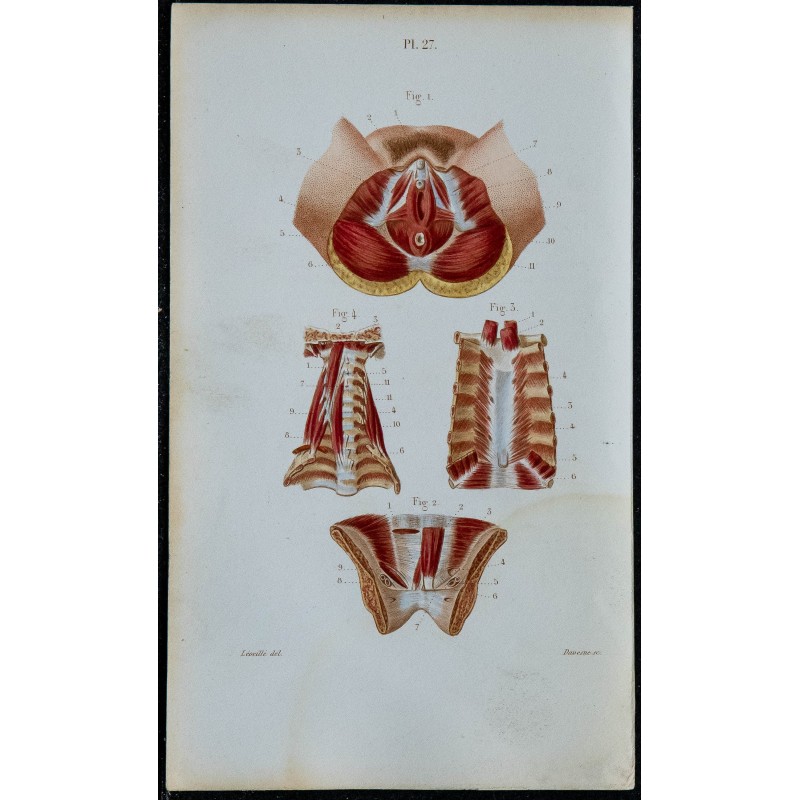 1852 - Génitaux féminins sternum postérieur cou 