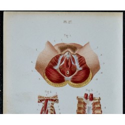 1852 - Génitaux féminins sternum postérieur cou 