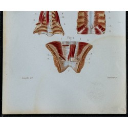 1852 - Génitaux féminins sternum postérieur cou 