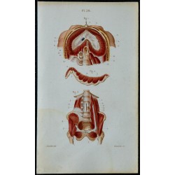 1852 - Diaphragme muscles psoas lombes iliaque 