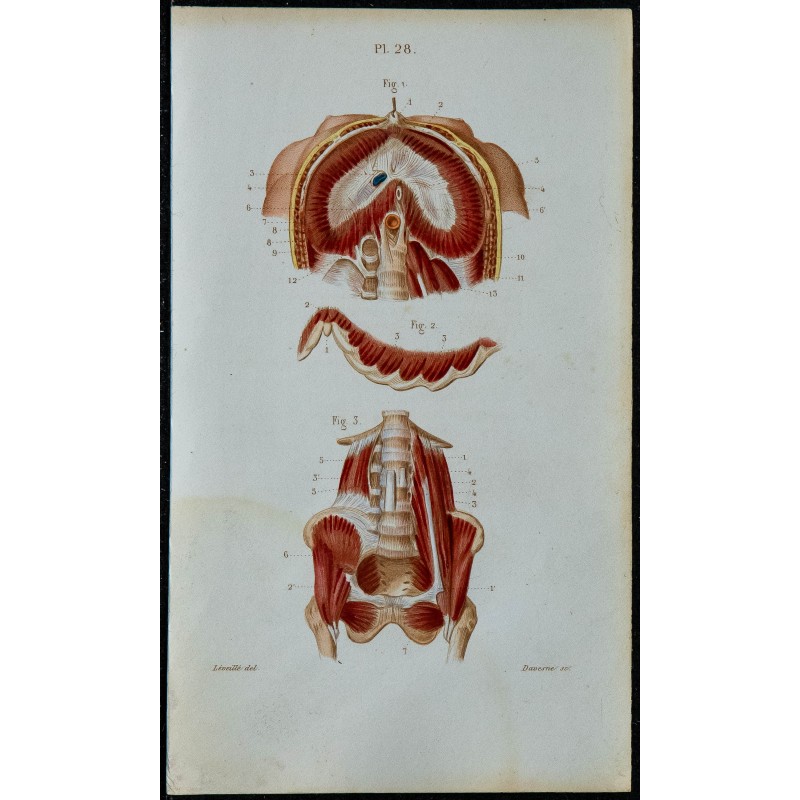 1852 - Diaphragme muscles psoas lombes iliaque 