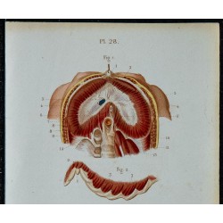1852 - Diaphragme muscles psoas lombes iliaque 