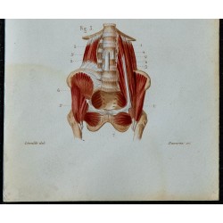 1852 - Diaphragme muscles psoas lombes iliaque 