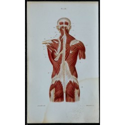 1852 - Muscles superficiels postérieurs du tronc 