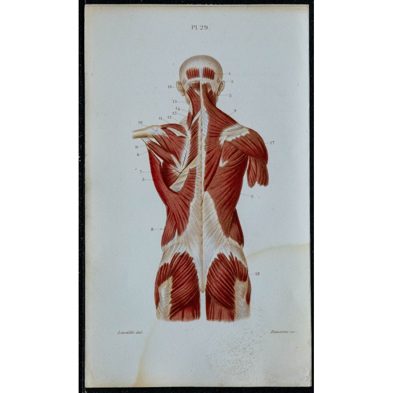 1852 - Muscles superficiels postérieurs du tronc 