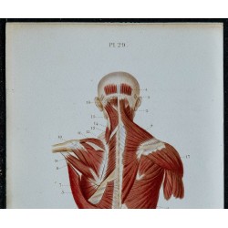 1852 - Muscles superficiels postérieurs du tronc 