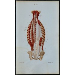 1852 - Muscles profonds postérieurs du tronc 