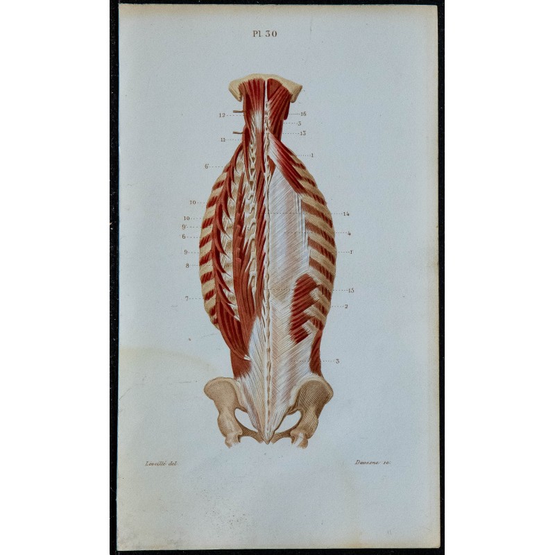 1852 - Muscles profonds postérieurs du tronc 