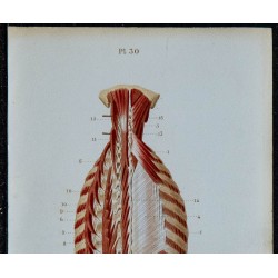 1852 - Muscles profonds postérieurs du tronc 