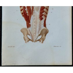1852 - Muscles profonds postérieurs du tronc 