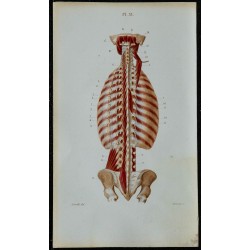 1852 - Muscles du cou et du tronc 