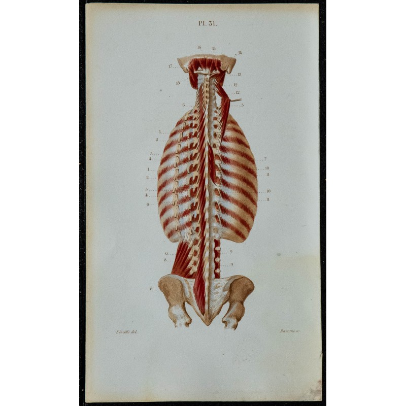 1852 - Muscles du cou et du tronc 