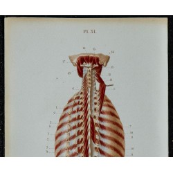 1852 - Muscles du cou et du tronc 