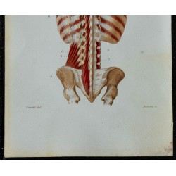 1852 - Muscles du cou et du tronc 