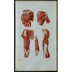 1852 - Épaule et bras musculature complète 
