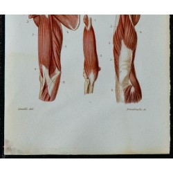 1852 - Épaule et bras musculature complète 
