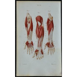 1852 - Avant-bras antérieurs superficiels et profonds 