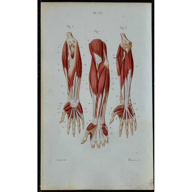 1852 - Avant-bras antérieurs superficiels et profonds 