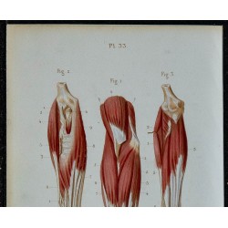 1852 - Avant-bras antérieurs superficiels et profonds 