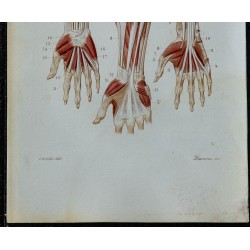 1852 - Avant-bras antérieurs superficiels et profonds 