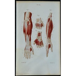 1852 - Avant-bras et muscles de la main 