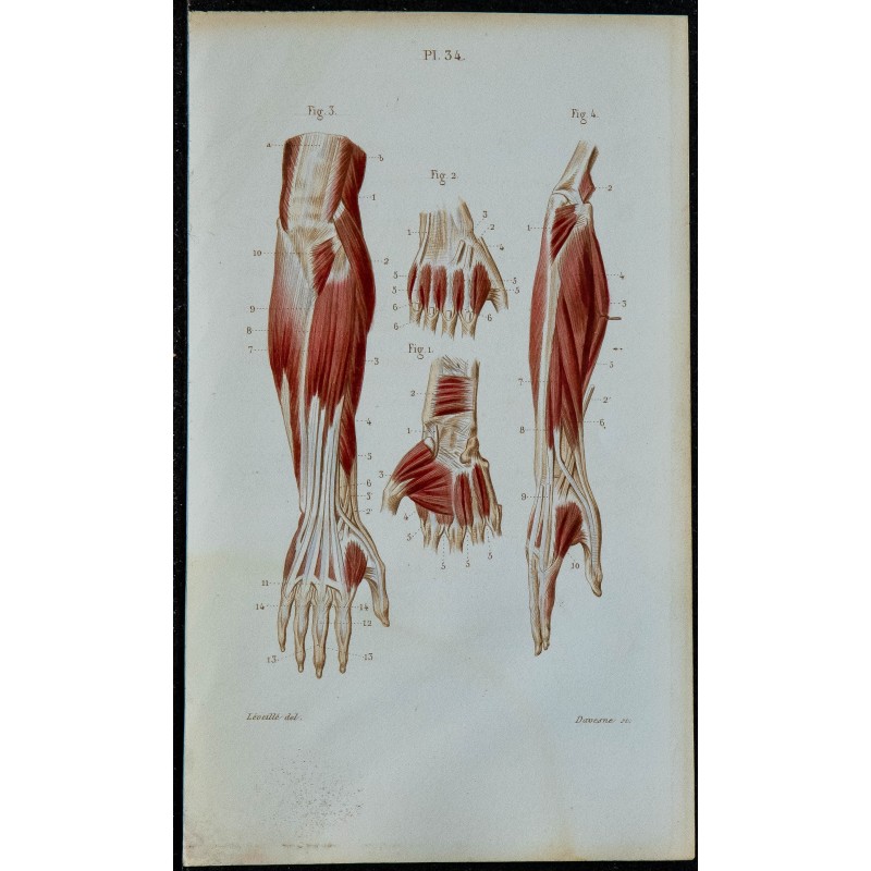 1852 - Avant-bras et muscles de la main 